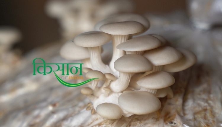 मशरूम उत्पादन बिजनेस mushroom ladies of india