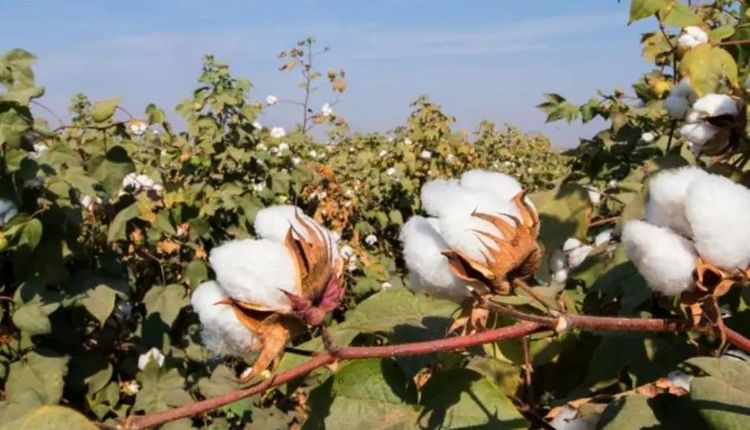 कपास की सुंडियों cotton cultivation insects and pest pheromone trap