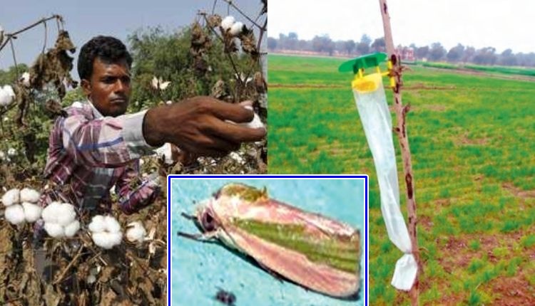कपास की सुंडियों cotton cultivation insects and pest pheromone trap