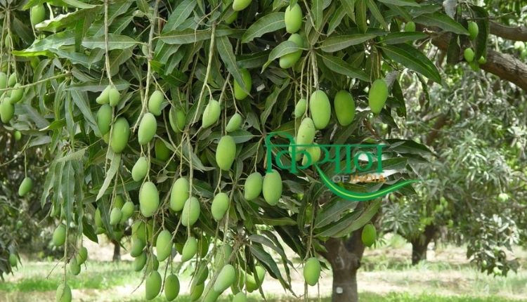 आम के पेड़ का प्रबंधन mango orchard management mango cultivation