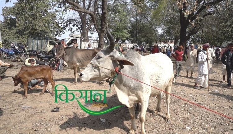 pashu mela पशु मेला