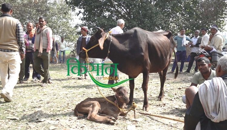 bihar pashu mela बिहार पशु मेला