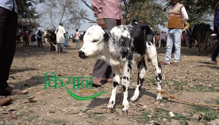 bihar pashu mela बिहार पशु मेला