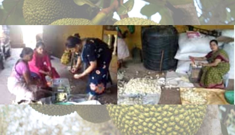 कटहल की खेती jackfruit farming कटहल की प्रोसेसिंग