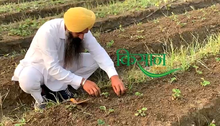 Strawberry Cultivation: स्ट्रॉबेरी की खेती में पंजाब के जसकरण सिंह ने लीक से हटकर किया काम, जानिए उनसे कैसा है इसका बाज़ार