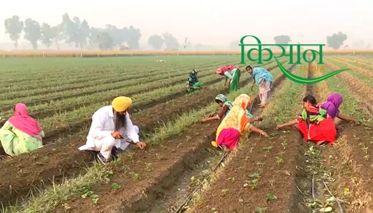 स्ट्रॉबेरी की खेती strawberry farming strawberry cultivation