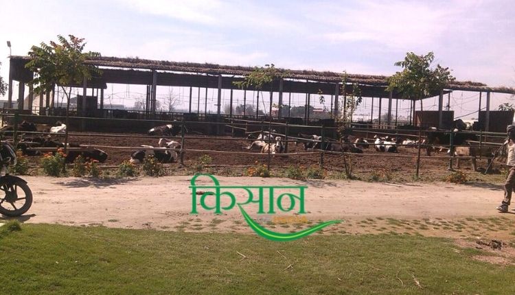 Dairy Farming: डेयरी फ़ार्मिंग haryana ravi khokhar