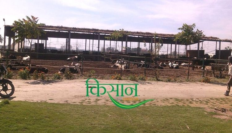 Dairy Farming: डेयरी फ़ार्मिंग haryana ravi khokhar