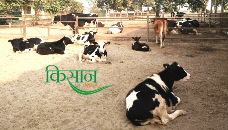 Dairy Farming: डेयरी फ़ार्मिंग haryana ravi khokhar