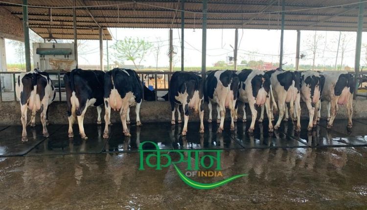 Dairy Farming: डेयरी फ़ार्मिंग haryana ravi khokhar