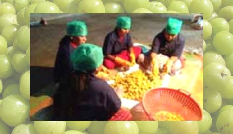 आंवले की प्रोसेसिंग amla processing