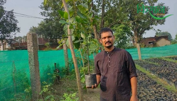 सफेद चंदन की खेती white sandalwood farming