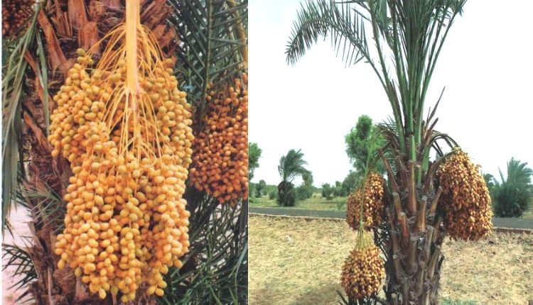 खजूर की खेती date palm cultivation