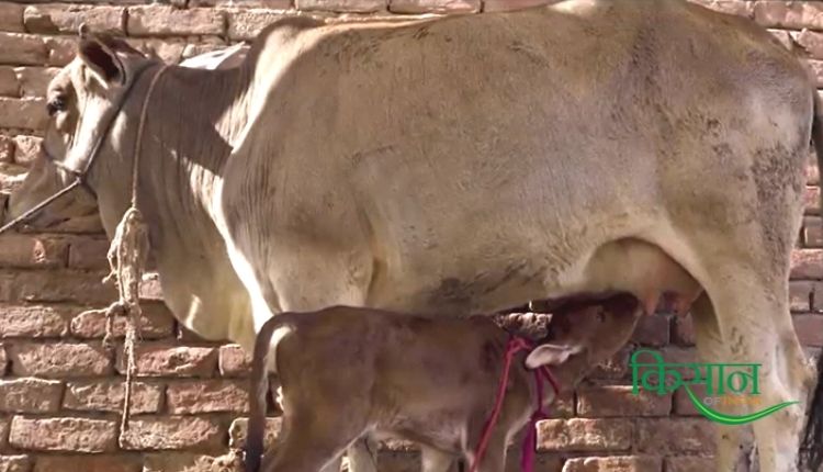 डेयरी फ़ार्मिंग dairy farming 