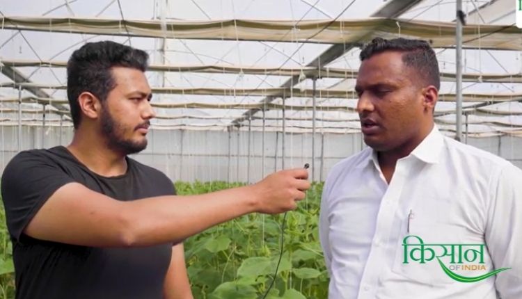 पॉलीहाउस में खीरे की खेती cuccumber farming in polyhouse