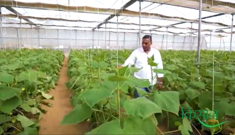 पॉलीहाउस में खीरे की खेती cuccumber farming in polyhouse