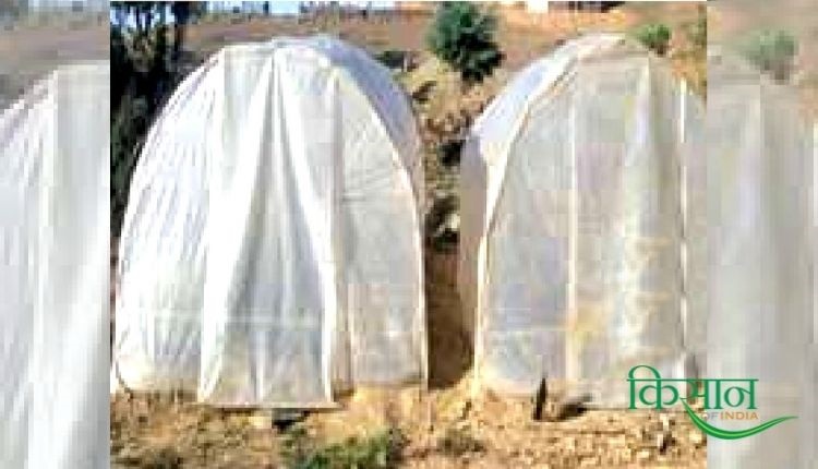 संरक्षित खेती protected cultivation