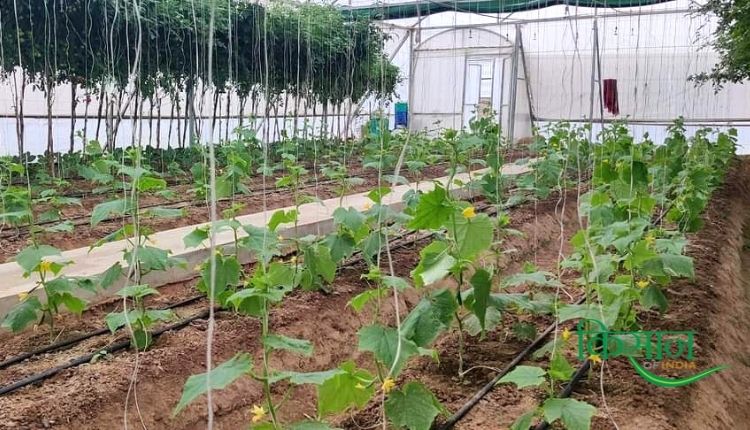 संरक्षित खेती protected cultivation