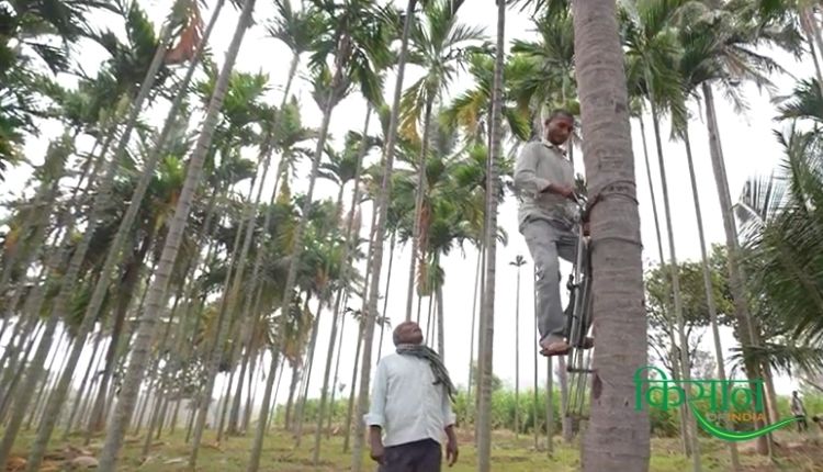 सुपारी की खेती betel nut cultivation