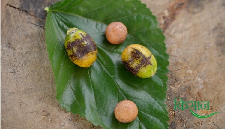 सुपारी की खेती betel nut cultivation