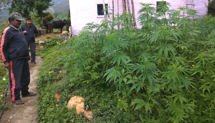 Cannabis Cultivation : Pavitra Joshi of Uttarakhand showed social business model by standing with cannabis, connected many farmers with him