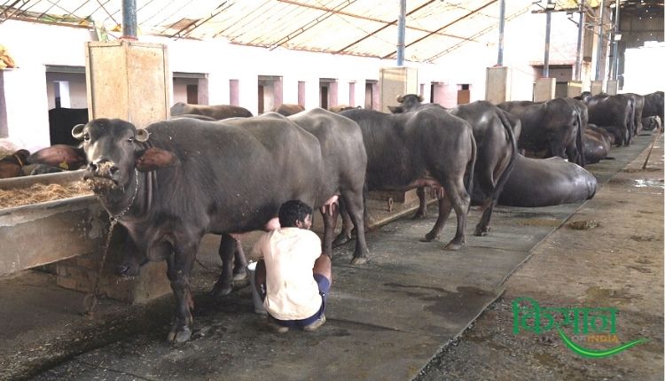 हरियाणा सोनीपत डेयरी व्यवसाय haryana sonipat dairy farm