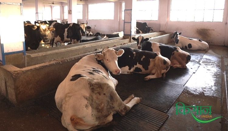 हरियाणा सोनीपत डेयरी व्यवसाय haryana sonipat dairy farm