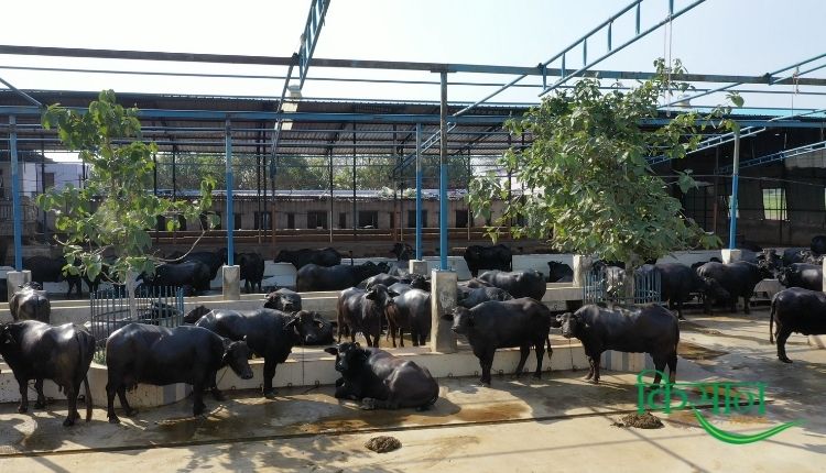 हरियाणा सोनीपत डेयरी व्यवसाय haryana sonipat dairy farm