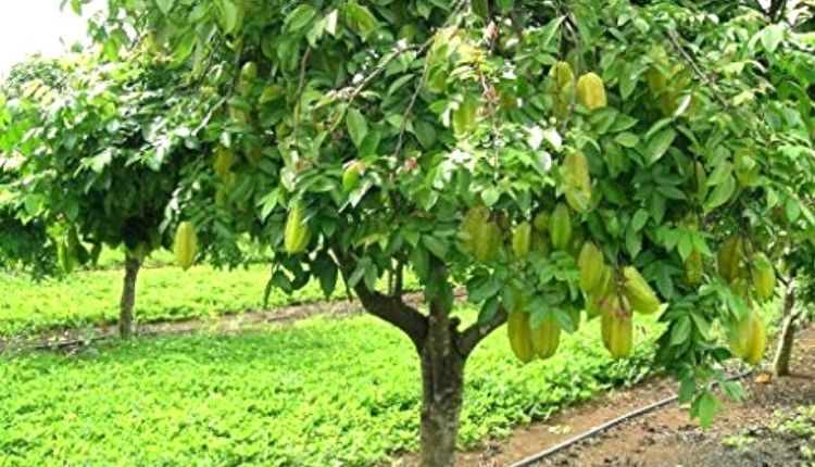 कमरख की खेती (Carambola farming) star fruit