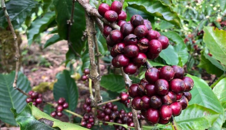 karnaraka coffee farmers एकीकृत कृषि प्रणाली integrated farming system