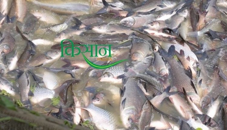 मछली पालन कैसे करें fish farming