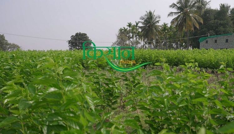 मशरूम एग्री स्टार्टअप mushroom agri startup