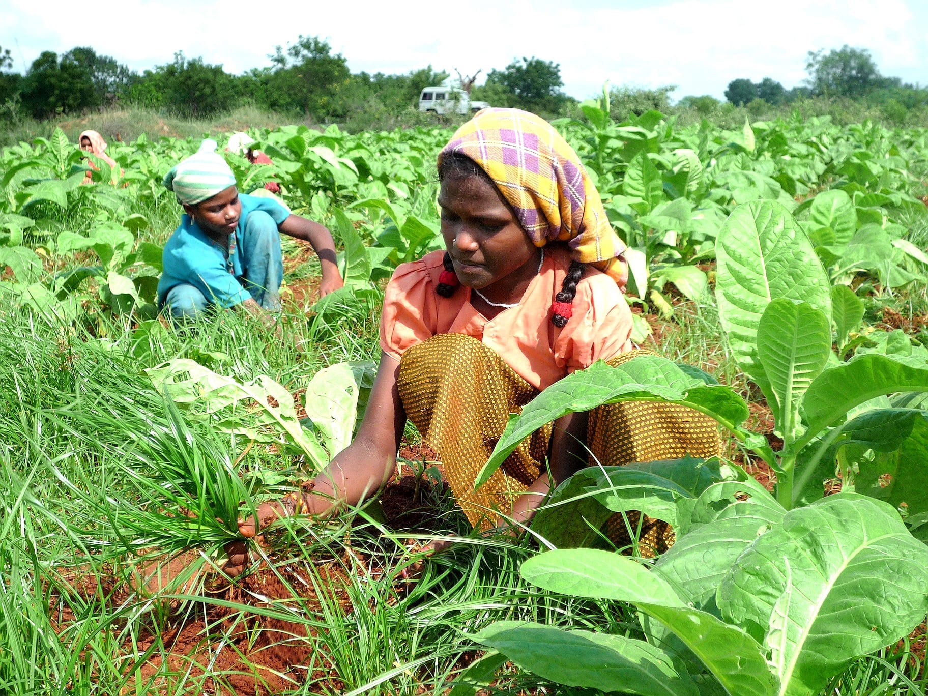 वैकल्पिक फसलों की खेती beans alternate crops