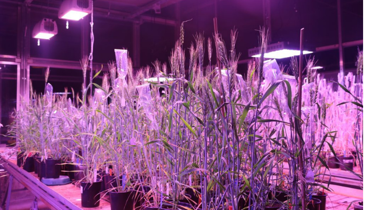 Speed ​​Breeding Technique
