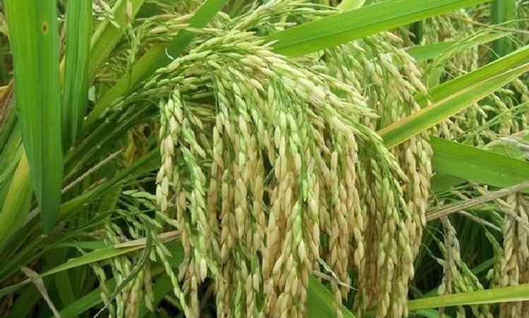 Pusa Basmati cultivation