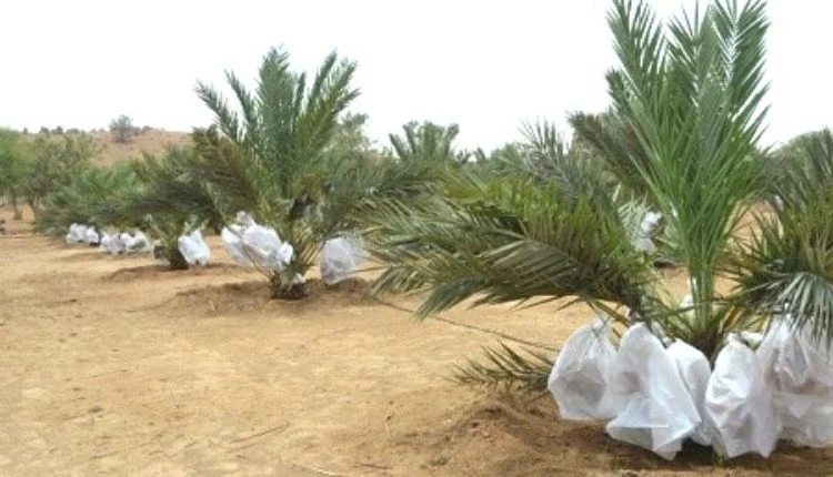 खजूर की खेती khajoor ki kheti date palm