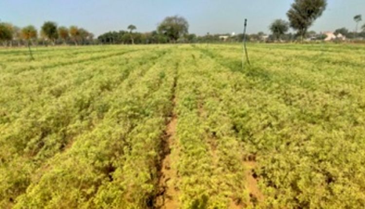 जीरे की खेती cumin cultivation