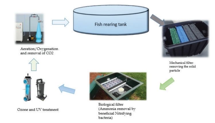 मछली पालन व्यवसाय RAS तकनीक fish farming
