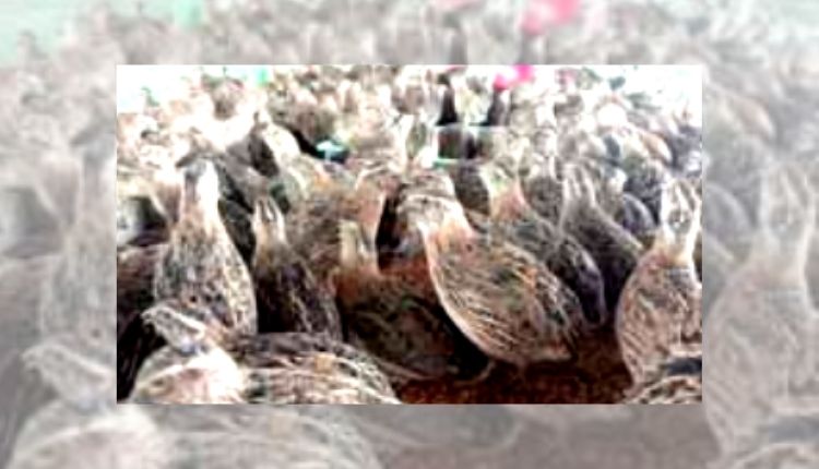 बटेर पालन quail farming Chhattisgarh