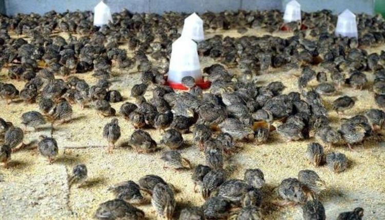 Quail farming