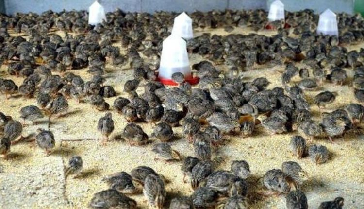 बटेर पालन quail farming Chhattisgarh