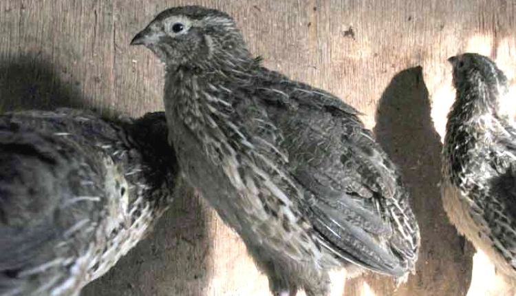 बटेर पालन quail farming Chhattisgarh