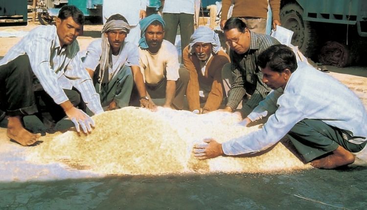 Pusa Basmati cultivation