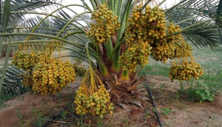 खजूर की खेती khajoor ki kheti date palm