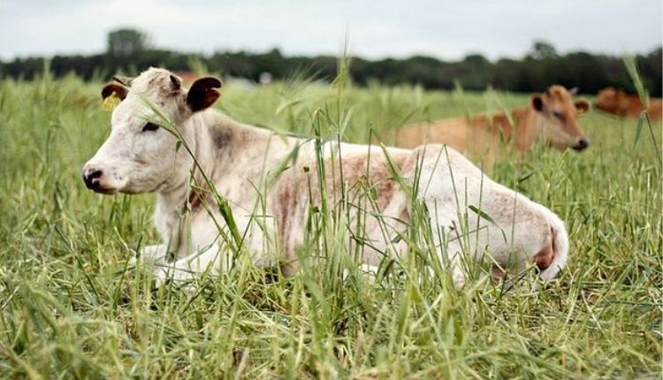 पशु आधारित जैविक खेती cattle based organic farming