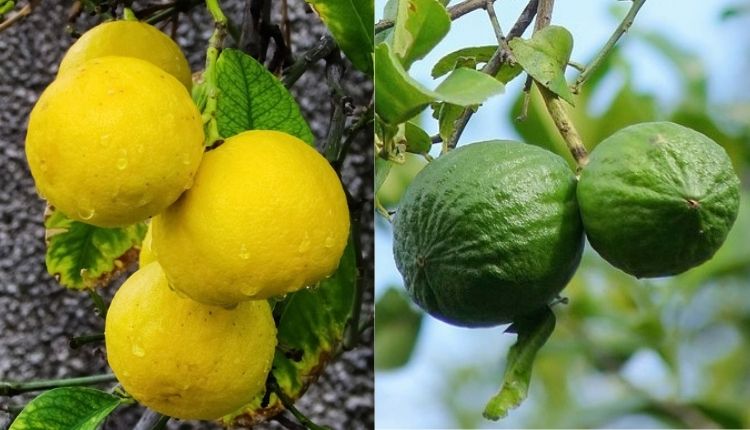 नींबू की खेती नींबू की किस्में lemon farming