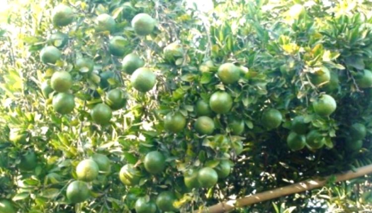 नींबू की खेती नींबू की किस्में lemon farming