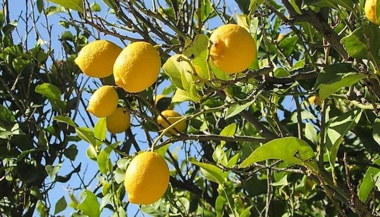 नींबू की खेती नींबू की किस्में lemon farming