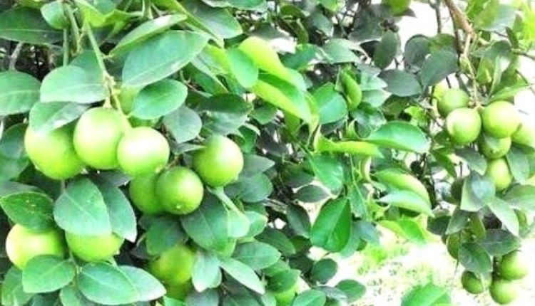 नींबू की खेती नींबू की किस्में lemon farming