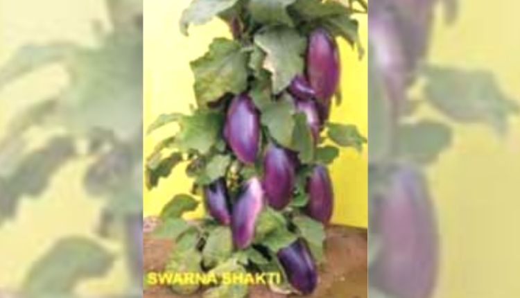 बैंगन की उन्नत किस्मों बैंगन की खेती brinjal varieties